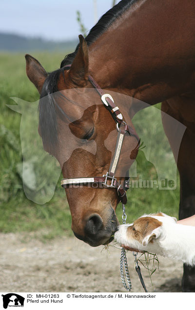 Pferd und Hund / MH-01263