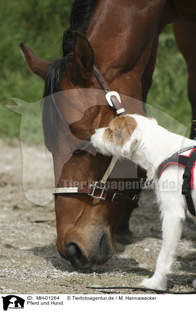 Pferd und Hund / MH-01264