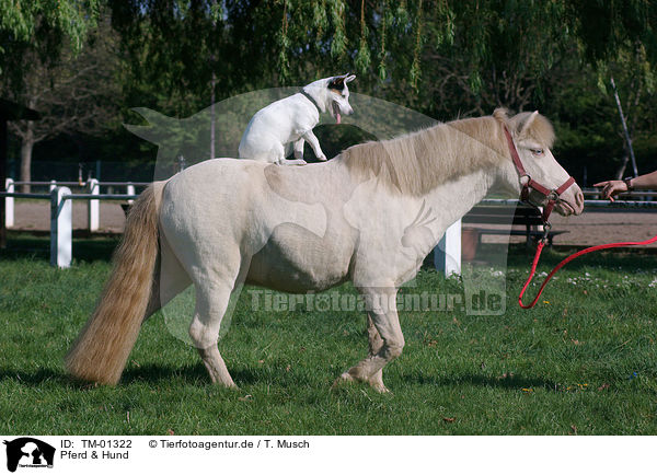 Pferd & Hund / dog & horse / TM-01322