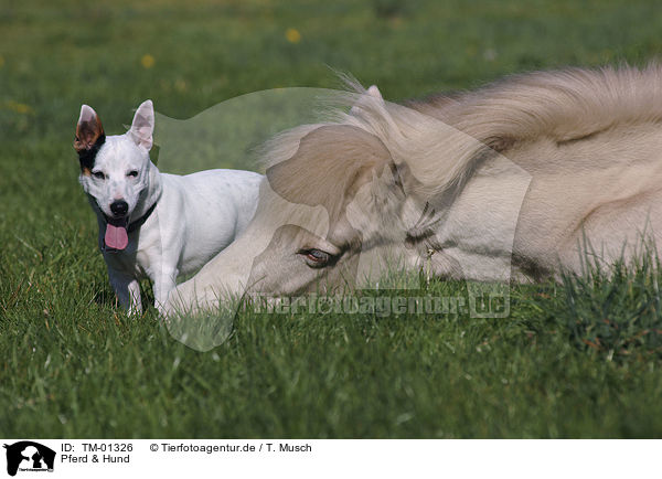 Pferd & Hund / dog & horse / TM-01326