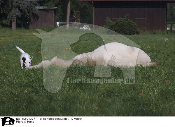 Pferd & Hund / TM-01327