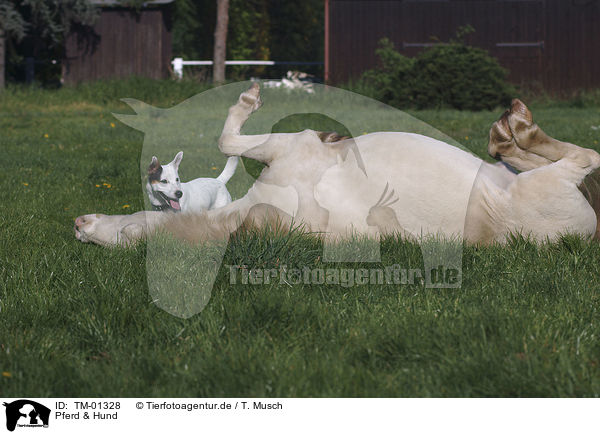 Pferd & Hund / dog & horse / TM-01328