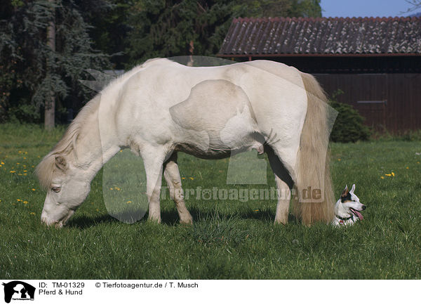 Pferd & Hund / dog & horse / TM-01329