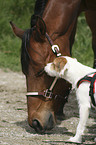 Pferd und Hund