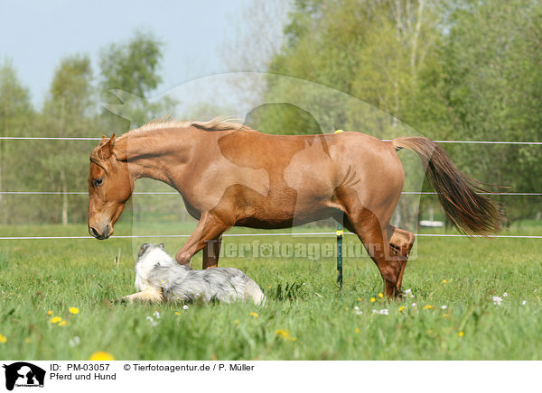 Pferd und Hund / PM-03057