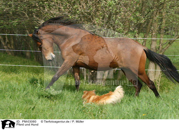 Pferd und Hund / PM-03060