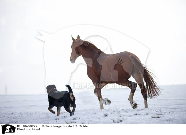 Pferd und Hund / RR-50229
