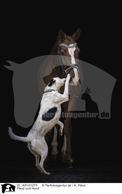 Pferd und Hund / KFI-01273