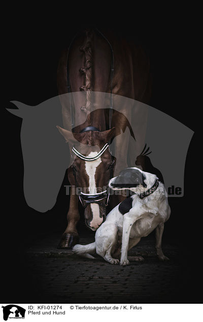 Pferd und Hund / KFI-01274