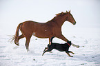 Pferd und Hund