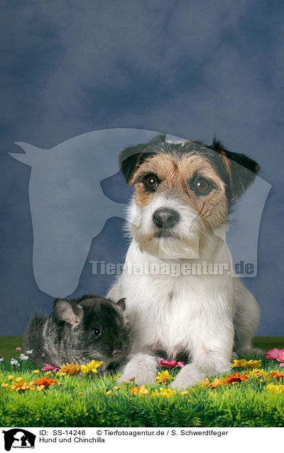 Hund und Chinchilla / dog and chinchilla / SS-14246