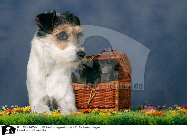 Hund und Chinchilla / SS-14247