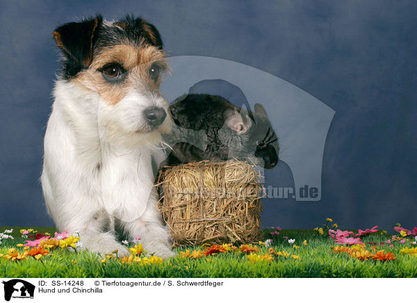Hund und Chinchilla / SS-14248