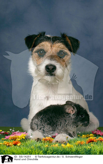 Hund und Chinchilla / SS-14251