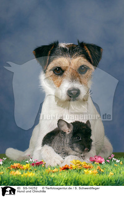 SS-14252 - Hund Chinchilla Bilder Stockbilder professionell - Tierfotoagentur - Bildagentur Spezialisierung auf Tierbilder und Tierfotos