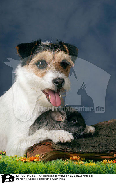 Parson Russell Terrier und Chinchilla / Parson Russell Terrier and chinchilla / SS-14253