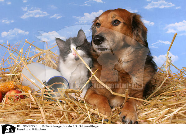 Hund und Ktzchen / kitten and dog / SS-17278