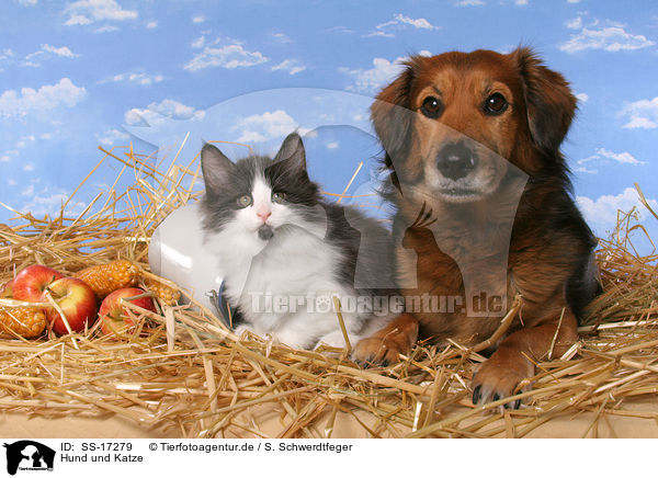 Hund und Katze / cat and dog / SS-17279