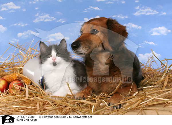 Hund und Katze / SS-17280