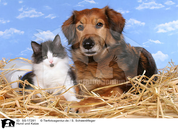 Hund und Katze / SS-17281