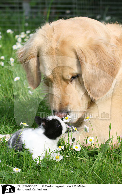 Hund und Kaninchen / dog with rabbit / PM-03587