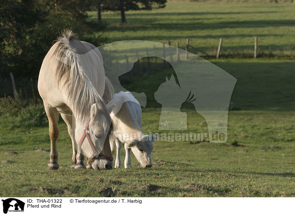 Pferd und Rind / horse and cattle / THA-01322