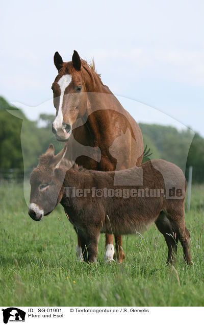 Pferd und Esel / horse and donkey / SG-01901