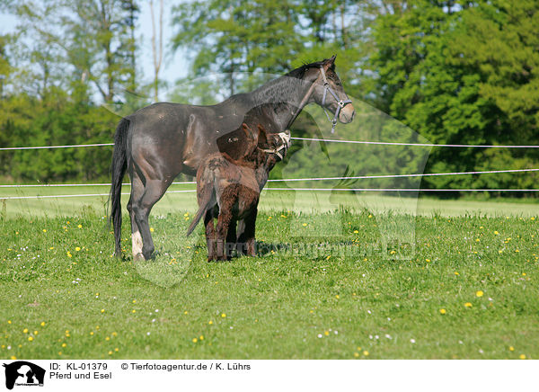 Pferd und Esel / KL-01379