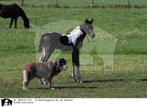 Fohlen und Hund / foal and dog / BES-01119
