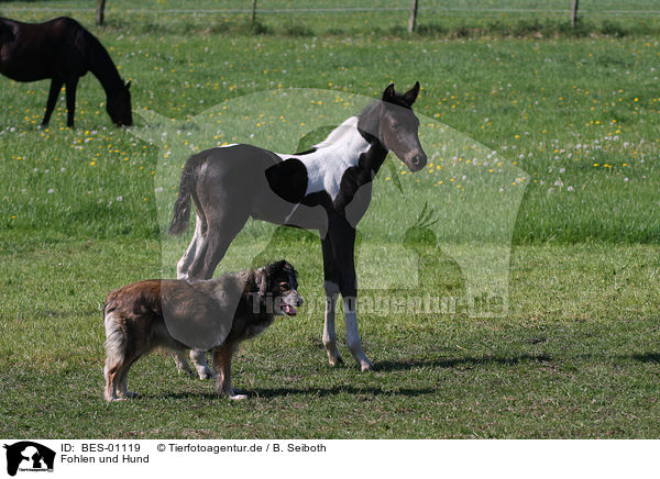 Fohlen und Hund / BES-01119