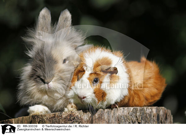 Zwergkaninchen & Meerschweinchen / pygmy bunny and guinea pig / RR-30039