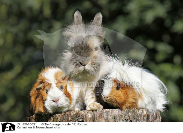 Kaninchen & Meerschweinchen / RR-30051