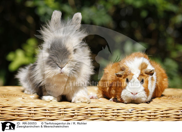 Zwergkaninchen & Meerschweinchen / RR-30053