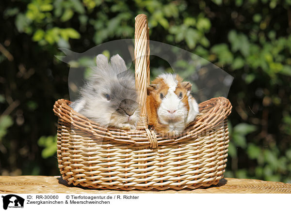 Zwergkaninchen & Meerschweinchen / pygmy bunny and guinea pig / RR-30060