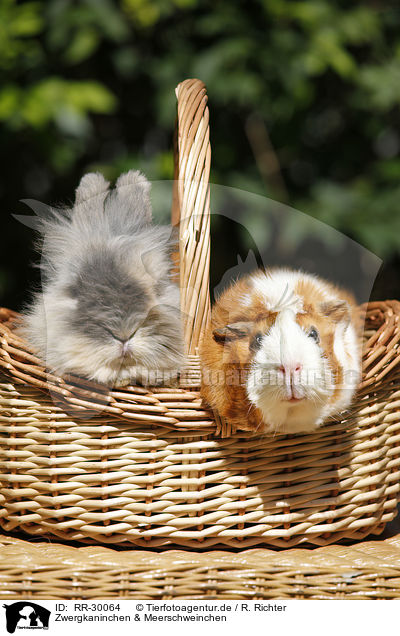 Zwergkaninchen & Meerschweinchen / pygmy bunny and guinea pig / RR-30064