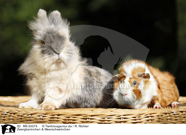 Zwergkaninchen & Meerschweinchen / RR-30074