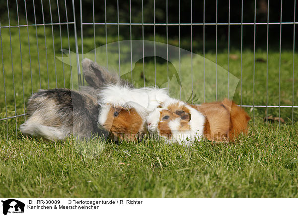 Kaninchen & Meerschweinchen / RR-30089