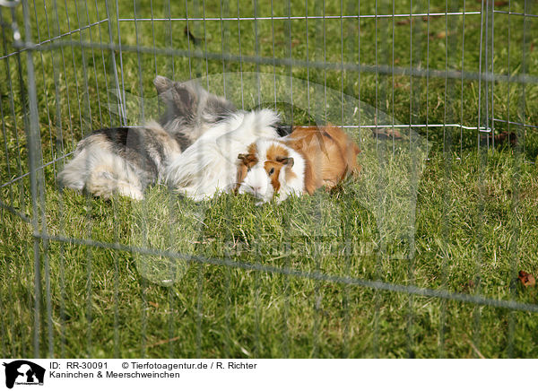 Kaninchen & Meerschweinchen / pygmy bunny and guinea pigs / RR-30091