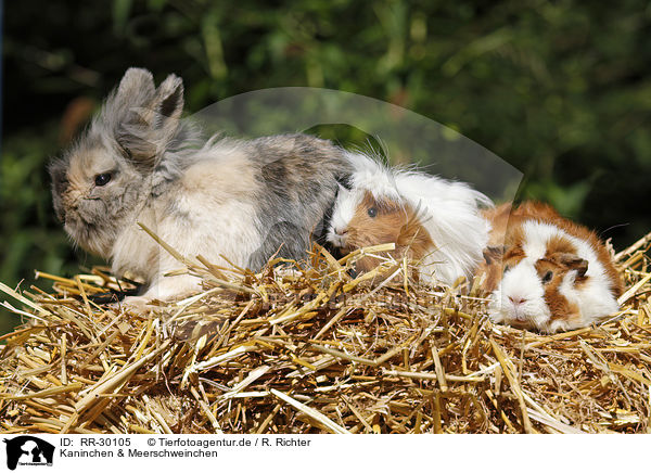 Kaninchen & Meerschweinchen / RR-30105