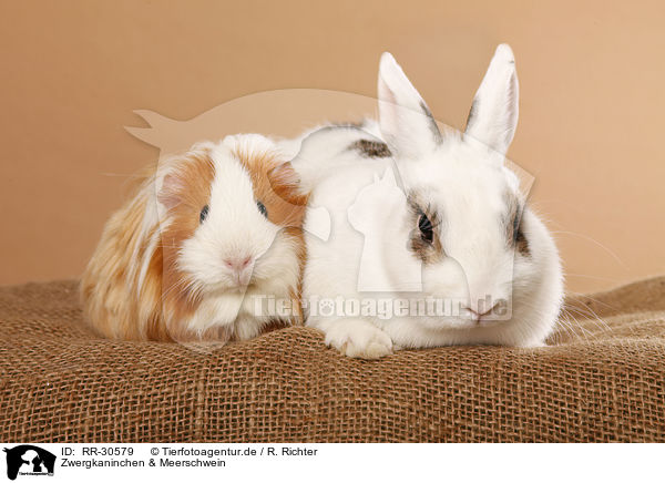 Zwergkaninchen & Meerschwein / pygmy bunny and guinea pig / RR-30579
