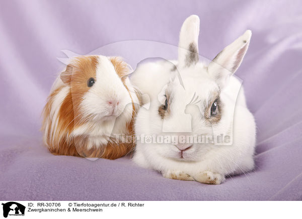 Zwergkaninchen & Meerschwein / pygmy bunny and guinea pig / RR-30706