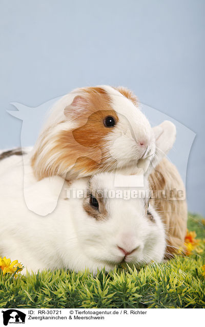 Zwergkaninchen & Meerschwein / RR-30721