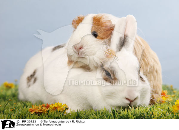 Zwergkaninchen & Meerschwein / pygmy bunny and guinea pig / RR-30723