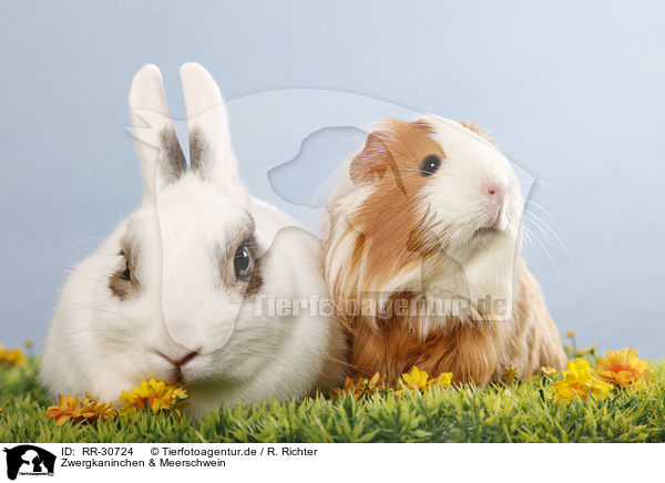 Zwergkaninchen & Meerschwein / RR-30724