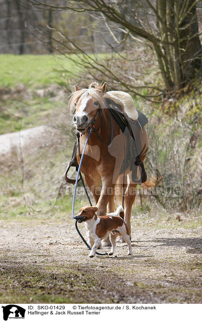 Haflinger & Jack Russell Terrier / Haflinger & Jack Russell Terrier / SKO-01429