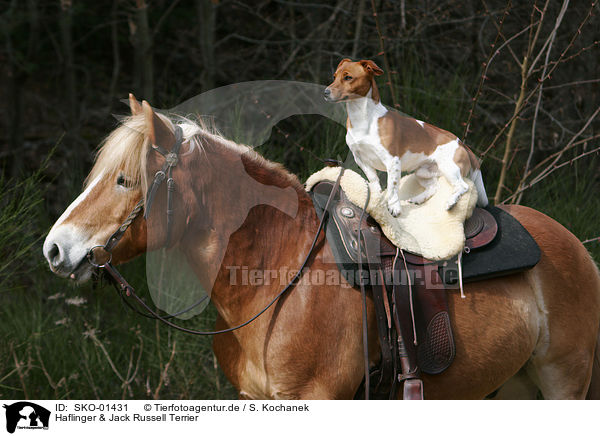 Haflinger & Jack Russell Terrier / SKO-01431