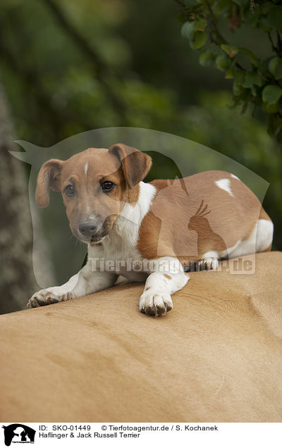 Haflinger & Jack Russell Terrier / SKO-01449