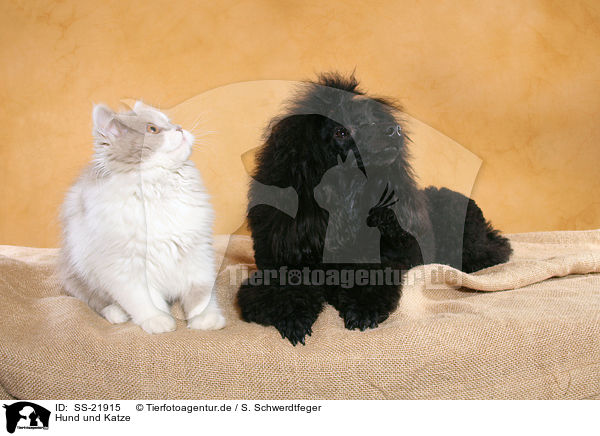 Hund und Katze / dog and cat / SS-21915
