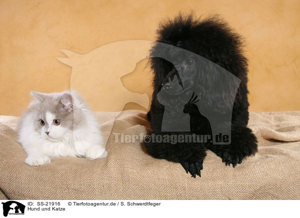 Hund und Katze / dog and cat / SS-21916