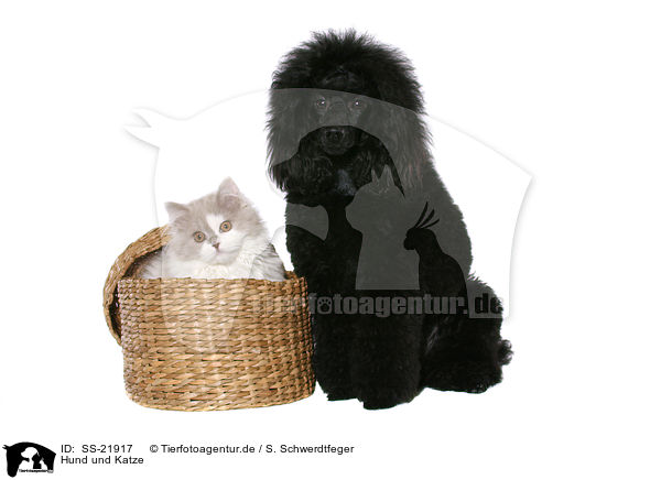 Hund und Katze / dog and cat / SS-21917